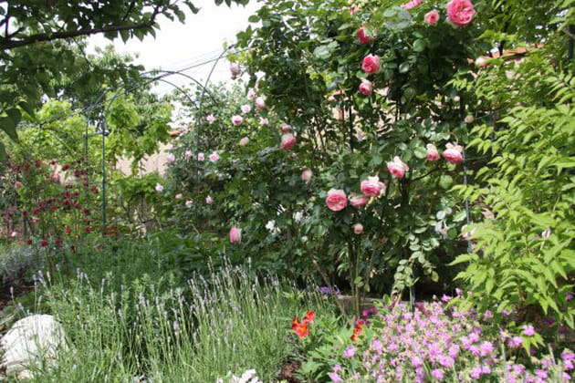 Le splendide rosier grimpant Pierre de Ronsard