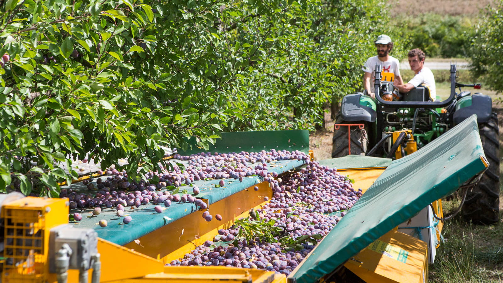 30 tonnes de prunes récoltées par jour