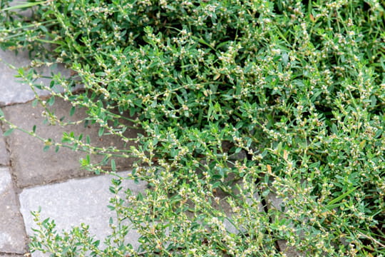 Malgr&eacute; ses vertus th&eacute;rapeutiques, cette plante est une mauvaise herbe qu'il vaut mieux vite &eacute;radiquer au jardin