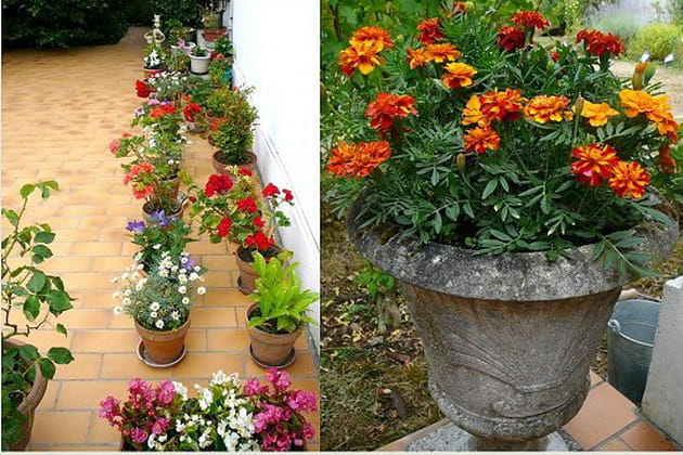 Plein de pots de fleurs