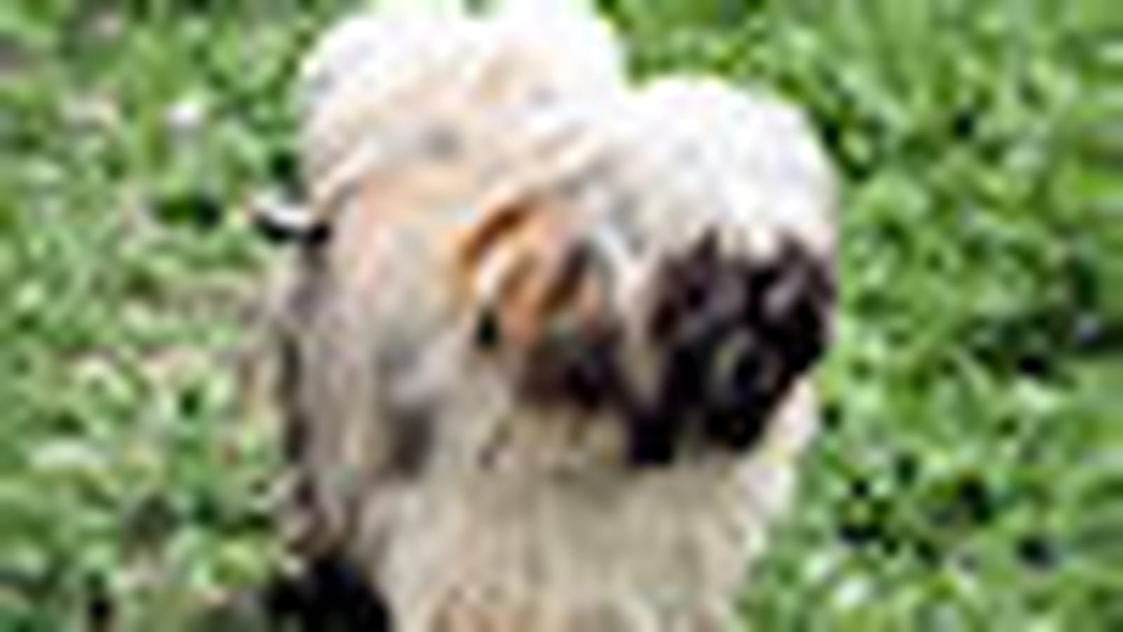 Lhassa Apso