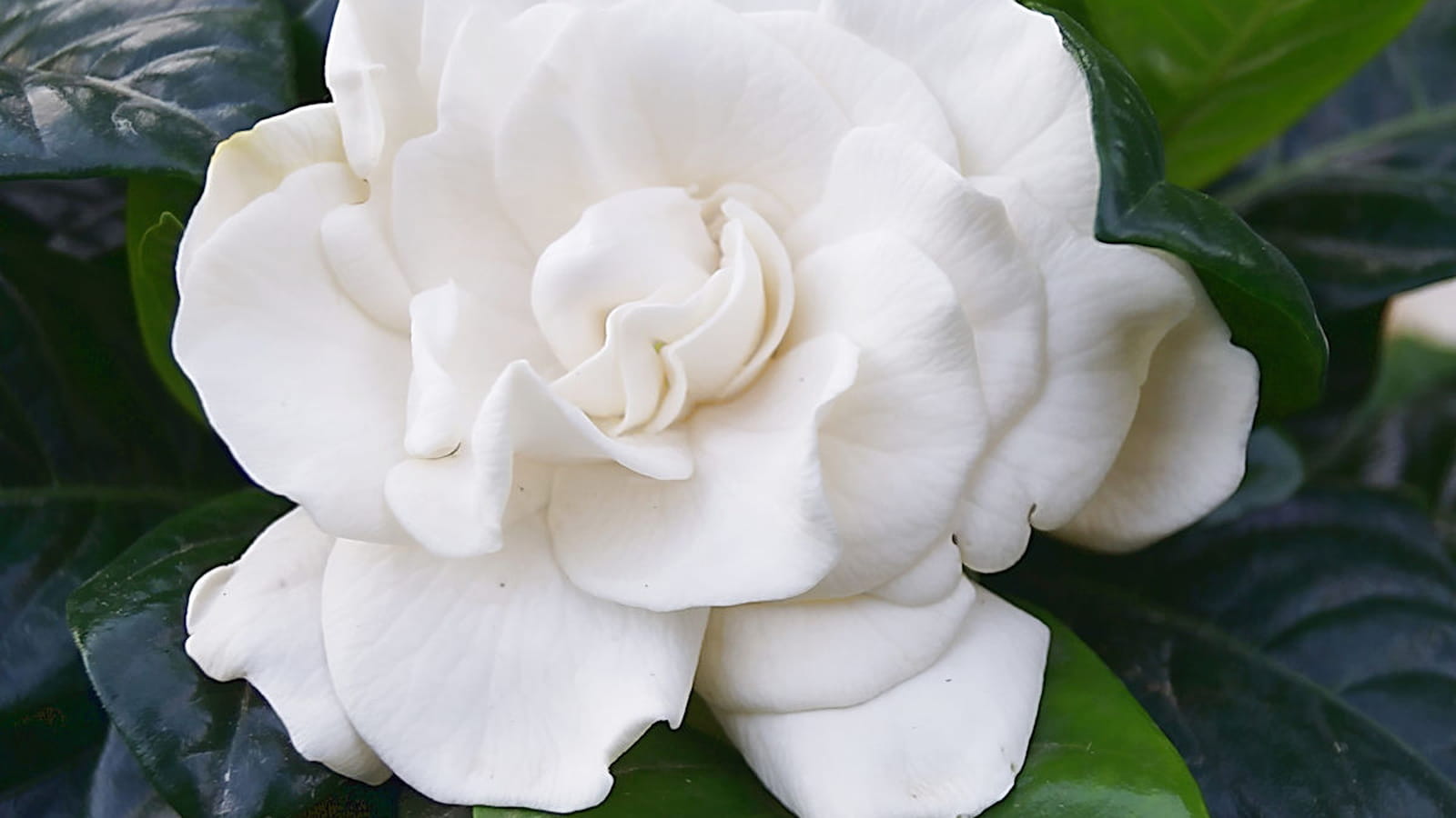 Gardénia