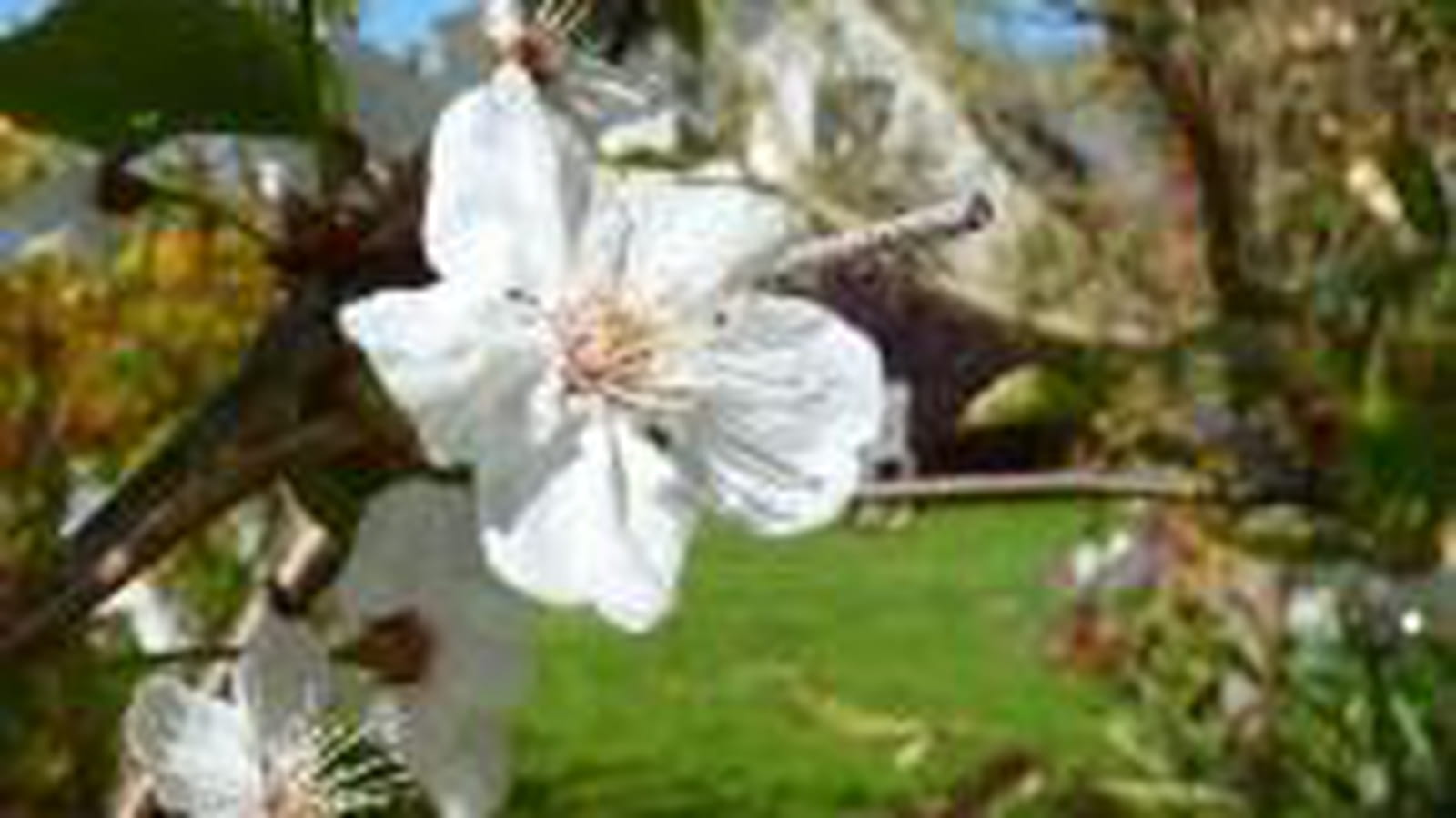 Cerisier
