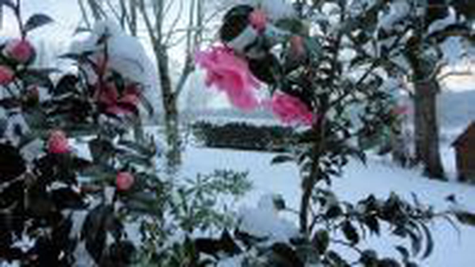 Camélia sous la neige