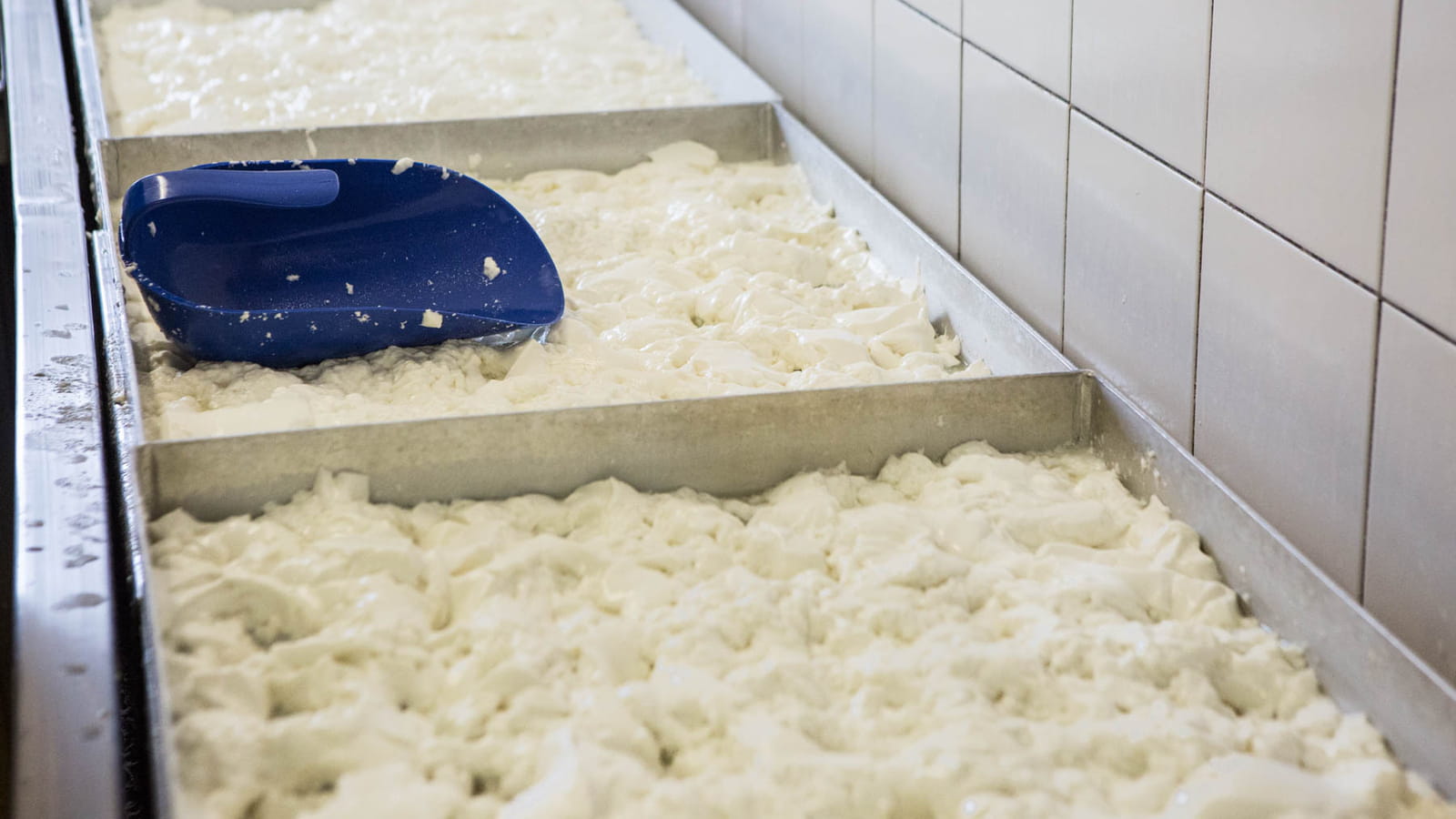 Le lait est immédiatement transformé après la traite