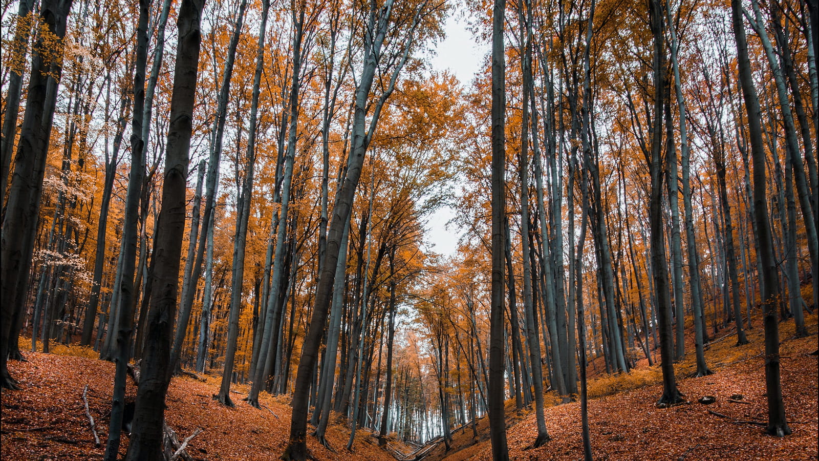 Forêt d'automne 