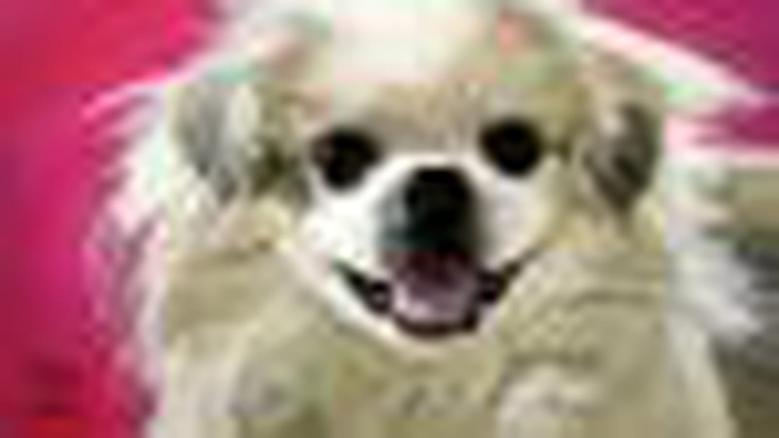 Pekinois