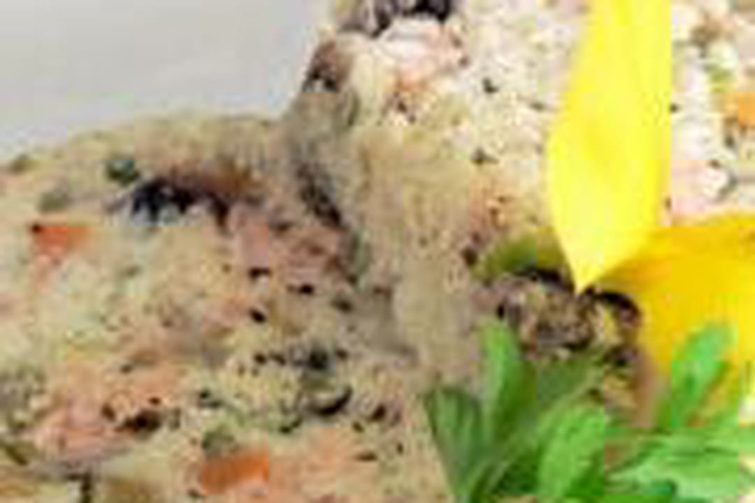 Terrine de poissons aux petits légumes