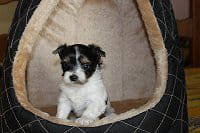 biewer yorkshire terrier