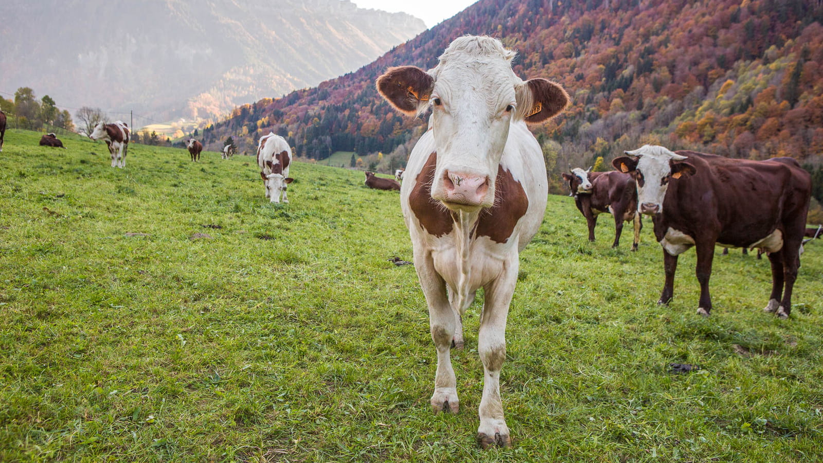 Lait de vache de races locales