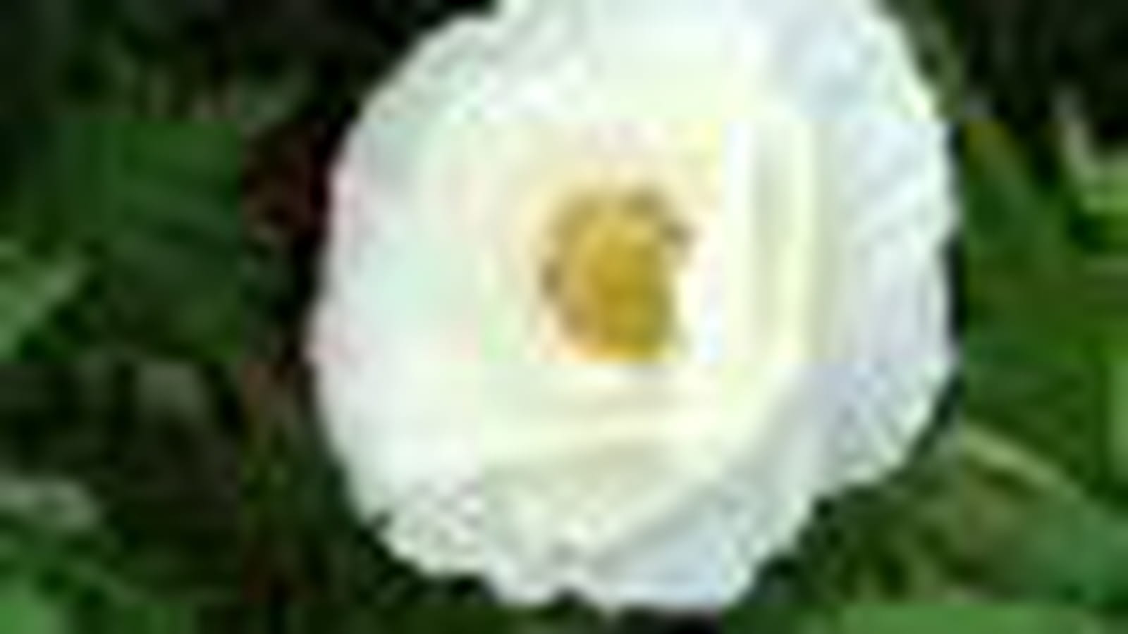 Pavot Blanc de Perse