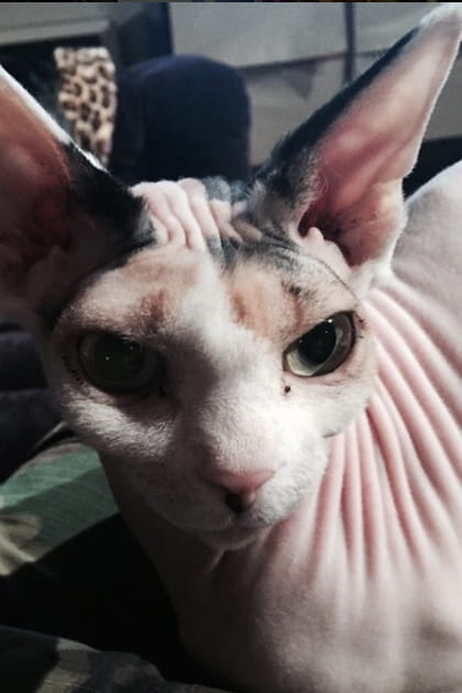 Adam Levine et son chat sans poils