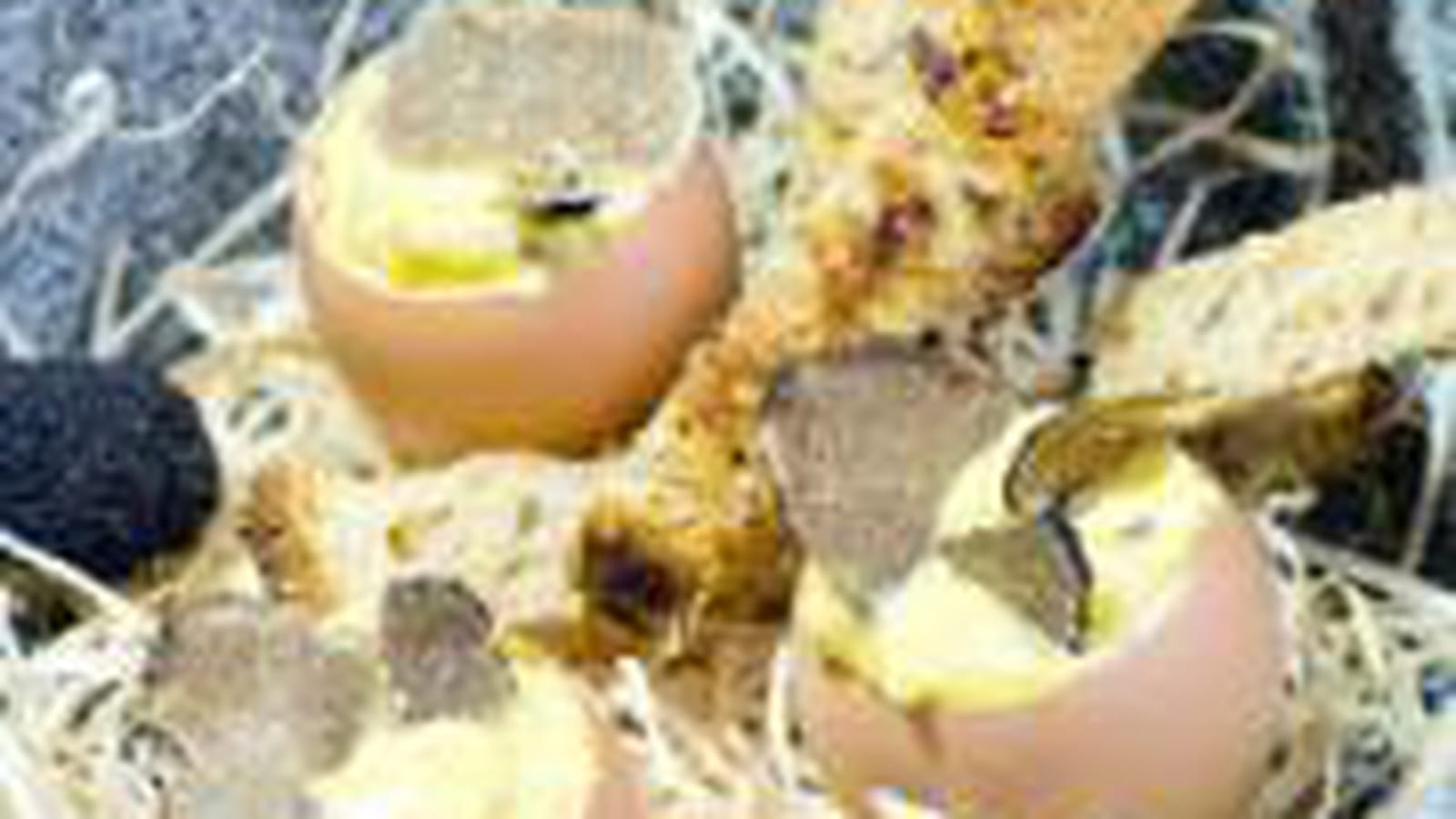Oeufs aux truffes
