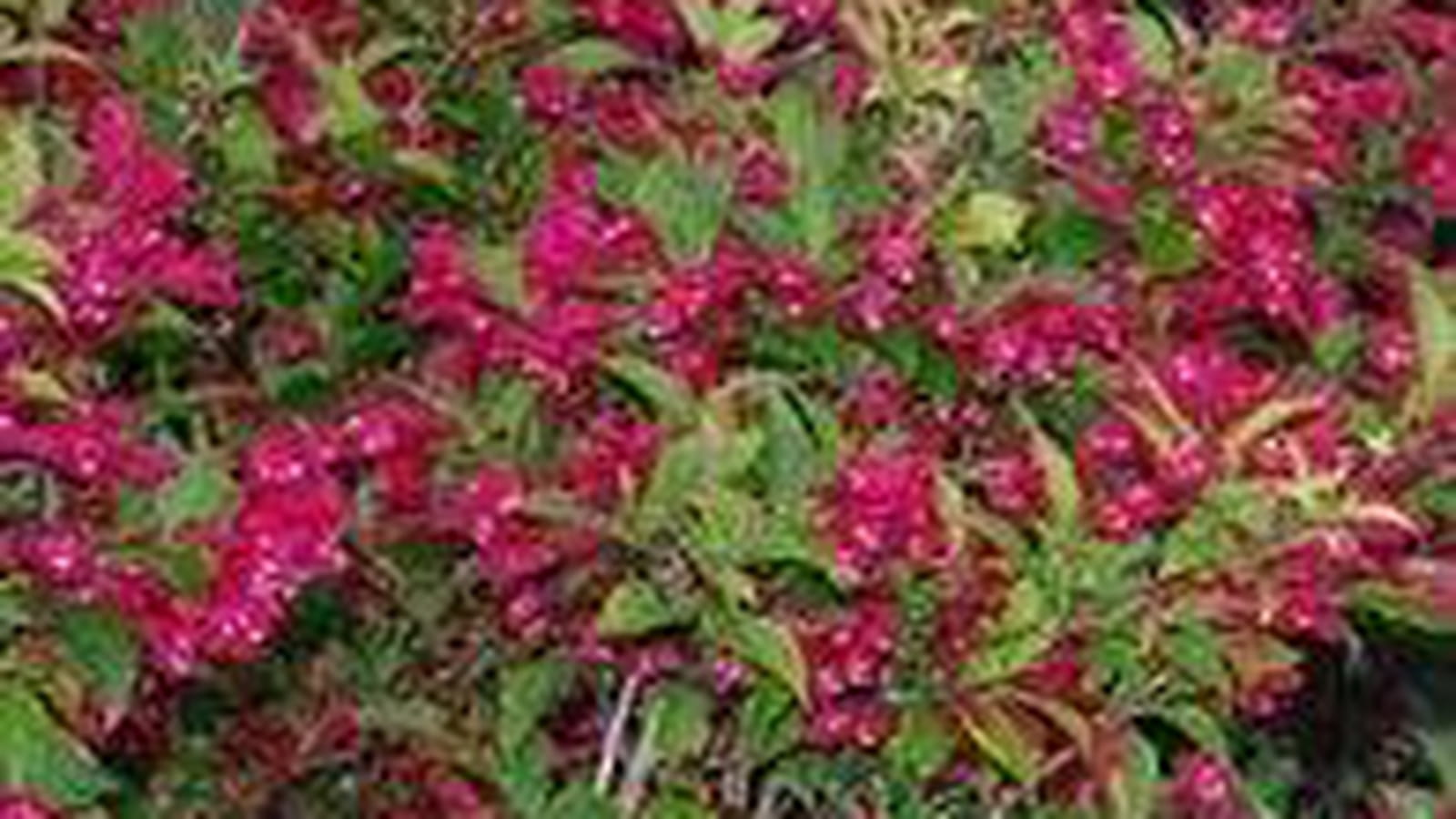 Weigelia 