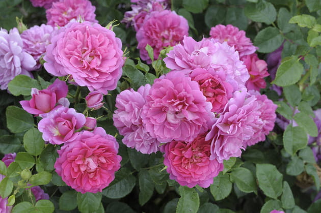 Certificat de mérite pour les arbustifs