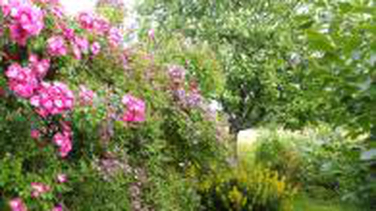 Jardin fleuri