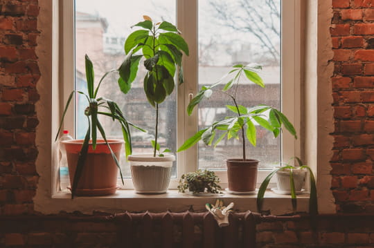 &quot;J'ai fait des pulls pour mes plantes&quot;&nbsp;: cet amoureux du v&eacute;g&eacute;tal a conquis toute la toile