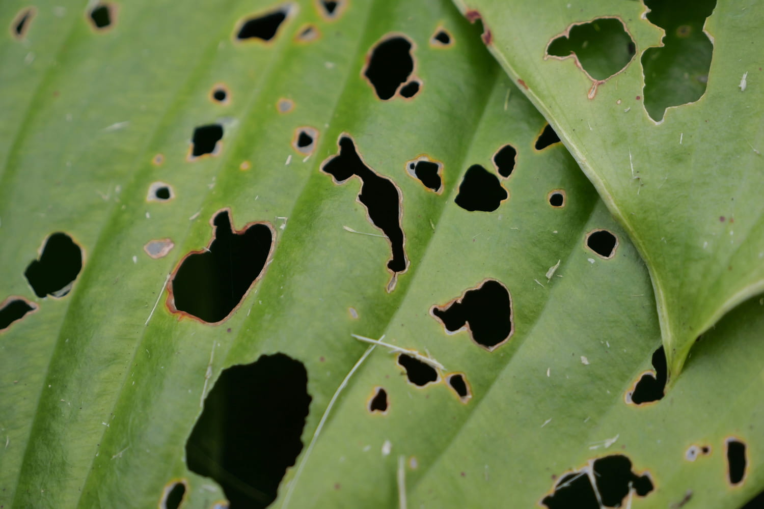 Les feuilles sont trouées mais les limaces n'y sont pour rien : ce qui se cache sous vos pots