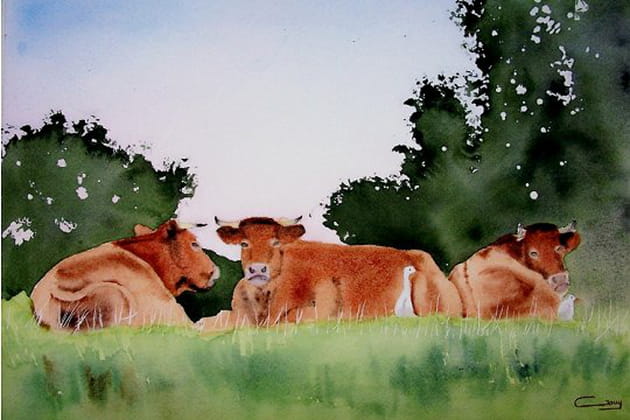 Les vaches au repos