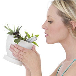 menthe poivrée.