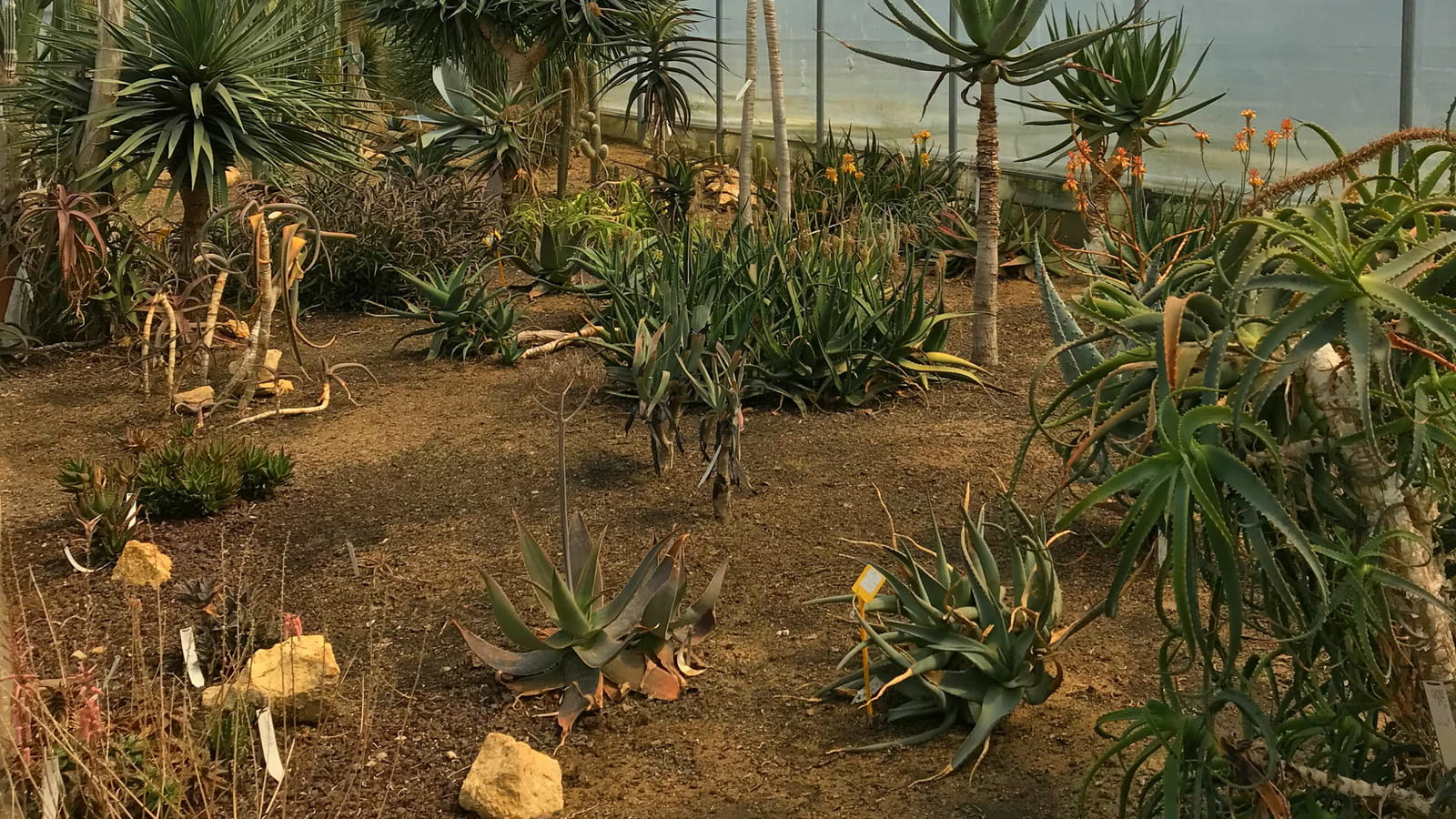 Serre de cactus