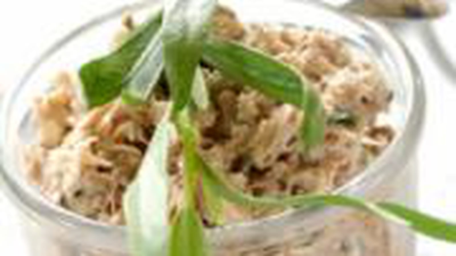 Rillettes de thon à l'estragon