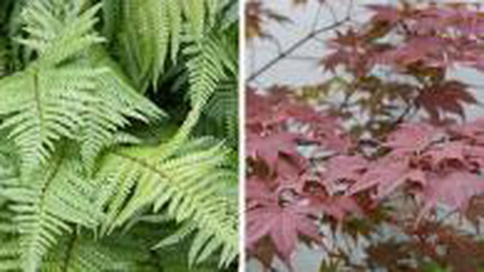 duo de feuilles