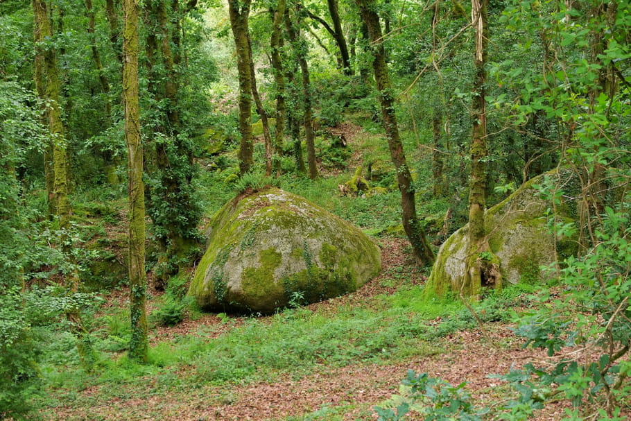 Phytophthora ramorum, ce champignon qui menace les forêts françaises