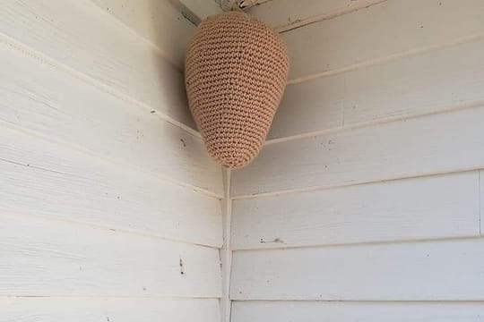 &quot;Depuis que j'ai mis &ccedil;a sur ma terrasse, il n'y en a pas eu un seul&nbsp;!&quot;&nbsp;: son id&eacute;e de g&eacute;nie pour &eacute;loigner les insectes va vous bluffer