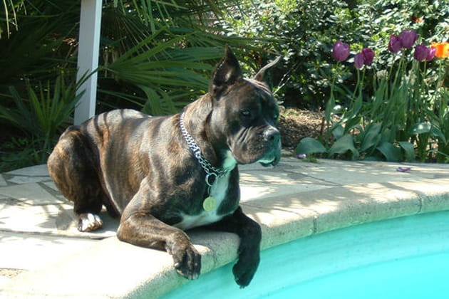 Ughy au bord de la piscine