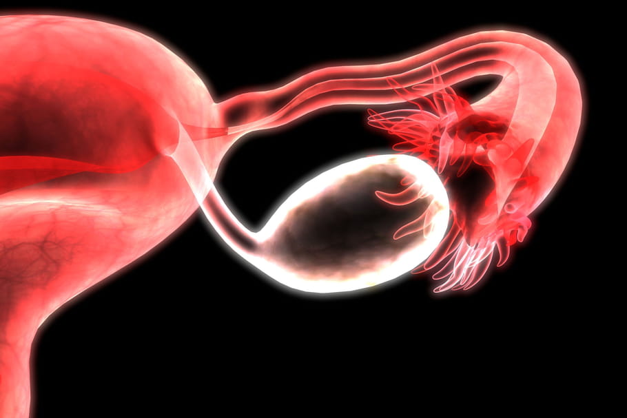 Don d'ovocytes : procédures et âge limite