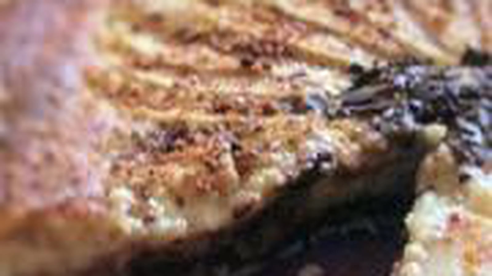 Tarte fondante poire, amande et pralin