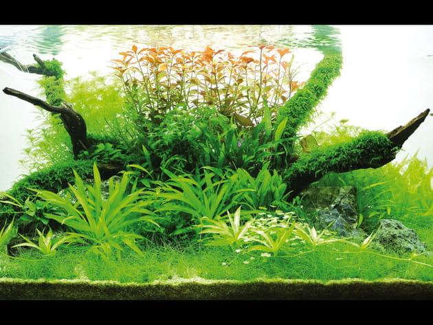 L'aquascaping, des paysages en bacs