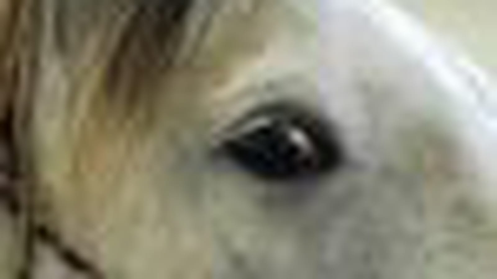 A l'oeil