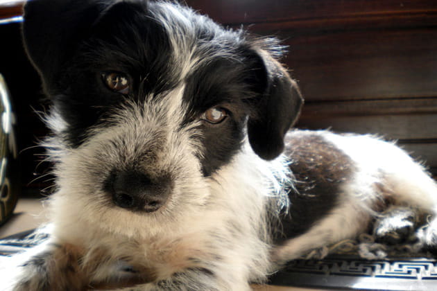 Elliot, le chien crois&eacute;