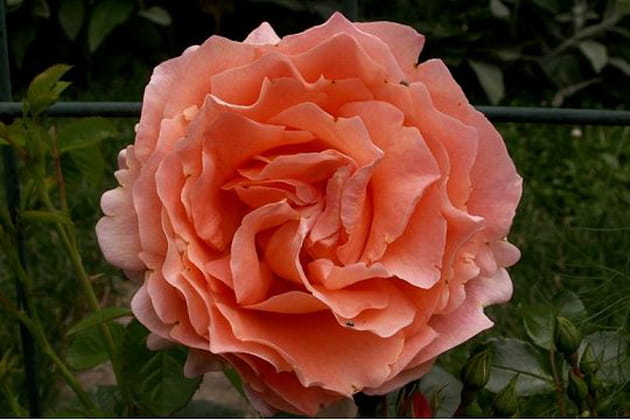 Une rose coloris pastel orange mandarine clair