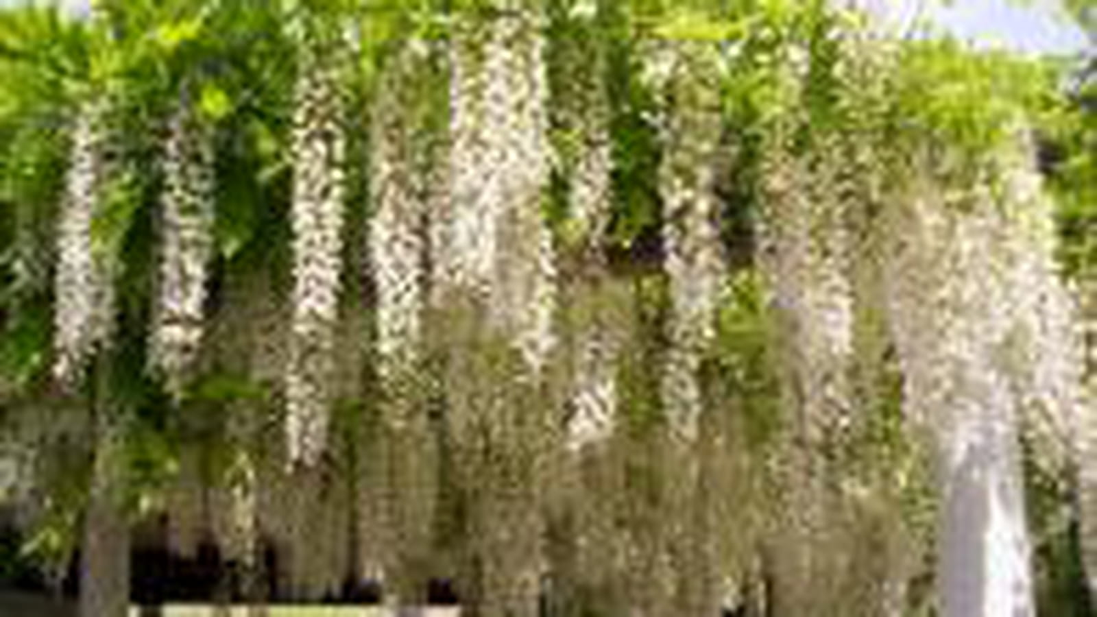 Glycine