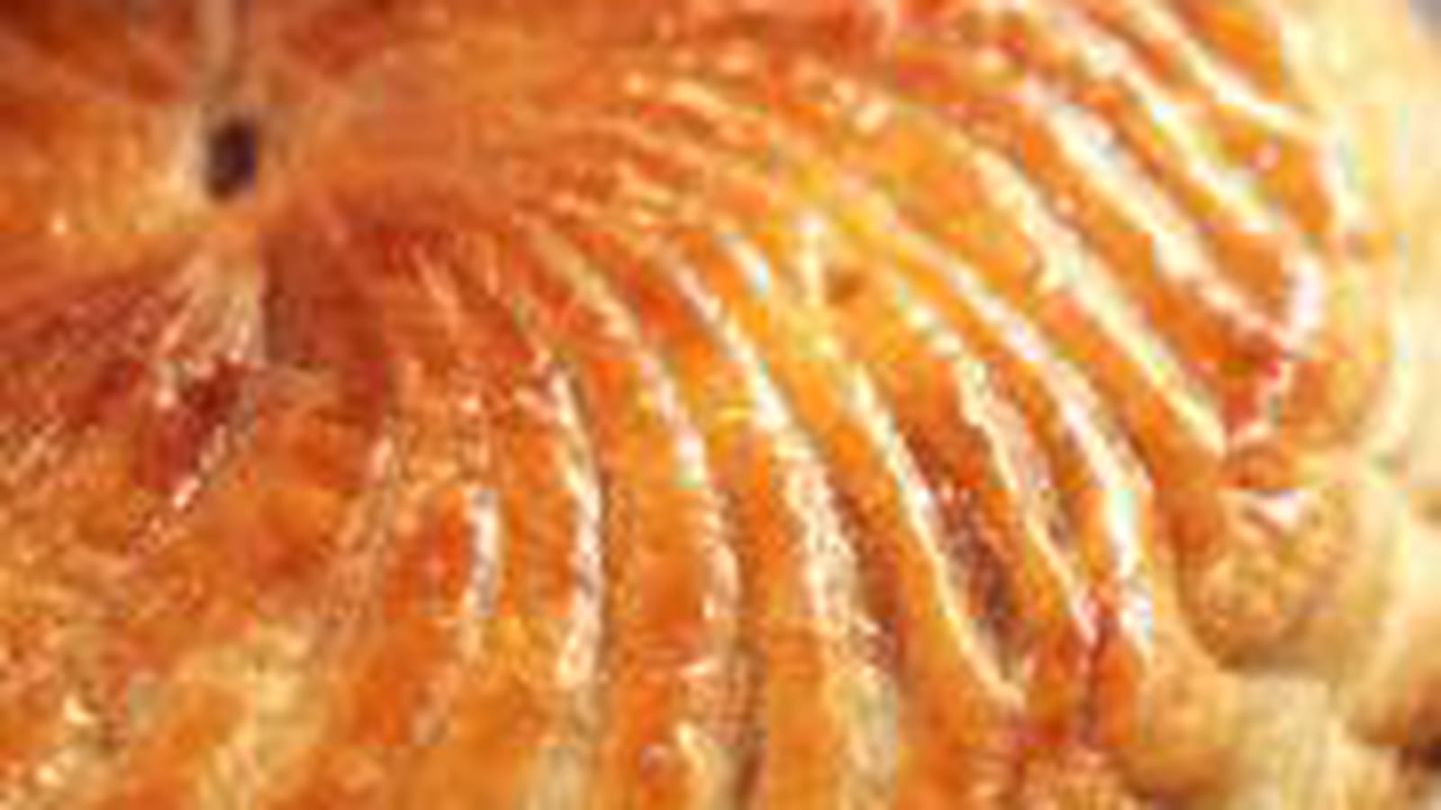 Galette des Rois traditionnelle à la frangipane