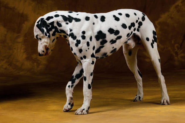 Asso, dalmatien