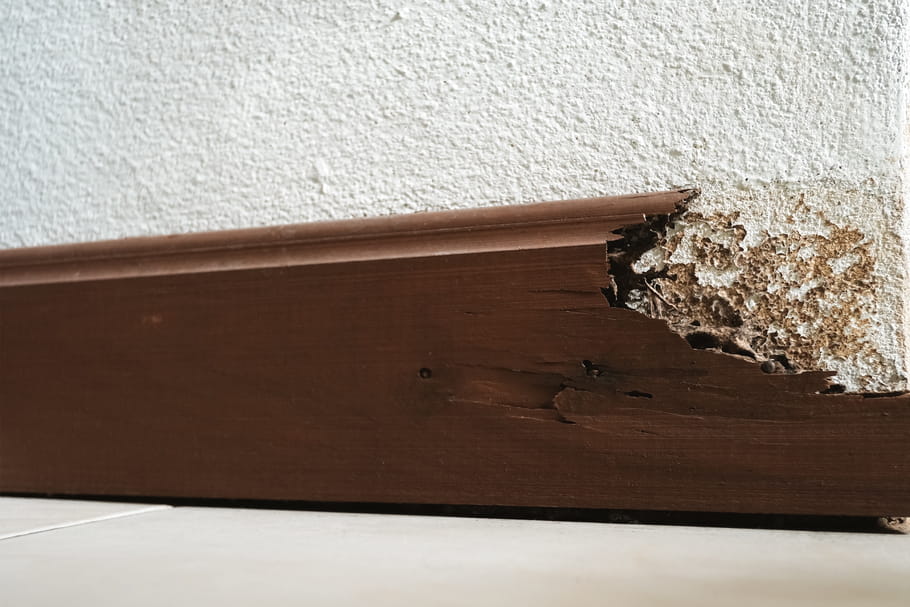 Termites : les repérer et s'en débarrasser