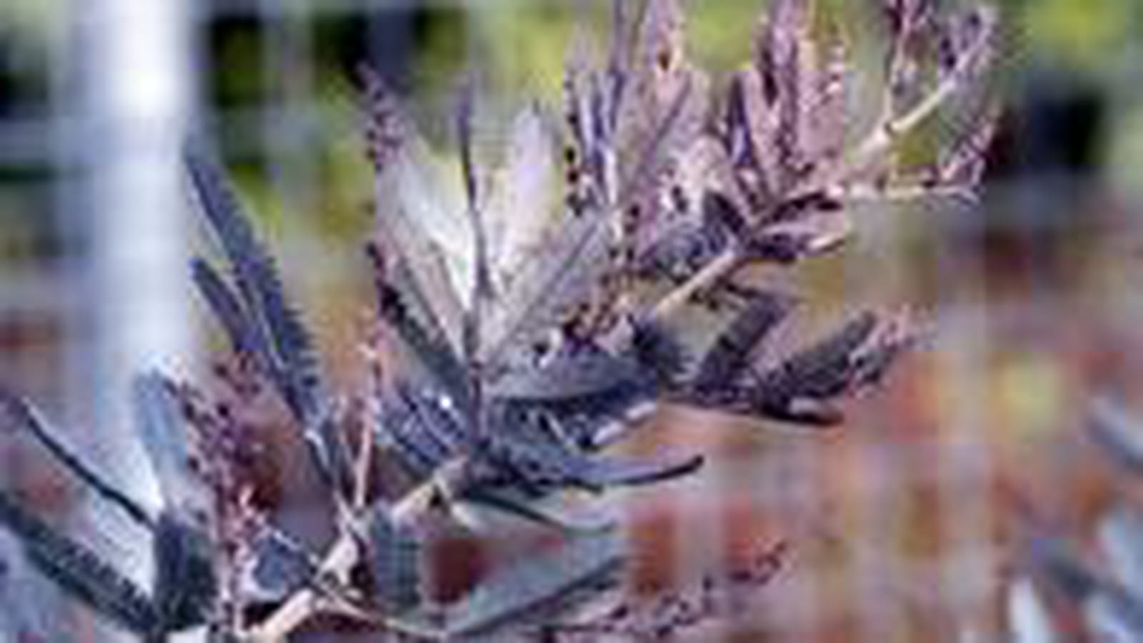 Acacia baileyana 'Purpurea'