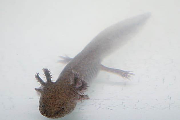 Une espèce néoténique