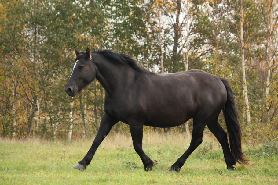 Percheron