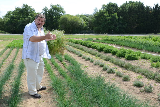 Des herbes aromatiques