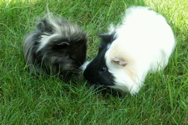 Petites balades entre cobayes