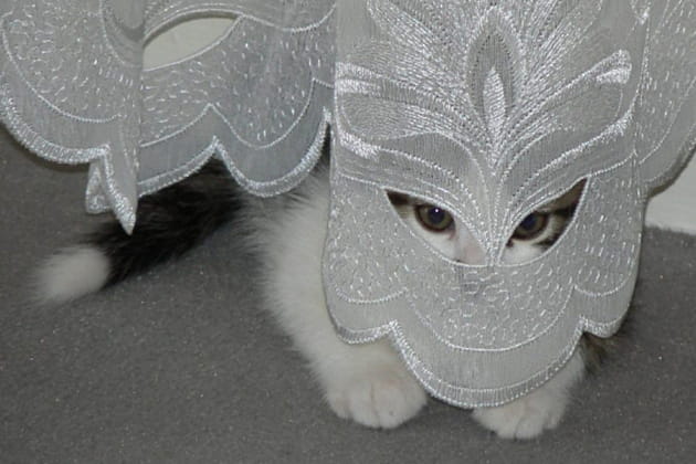 Eliott le chat masqué