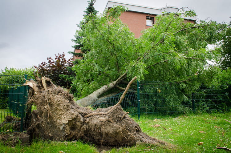 faire mourir arbre2