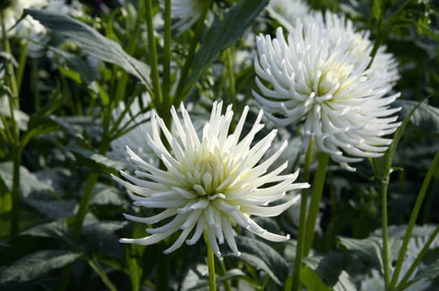 Les dahlias cactus