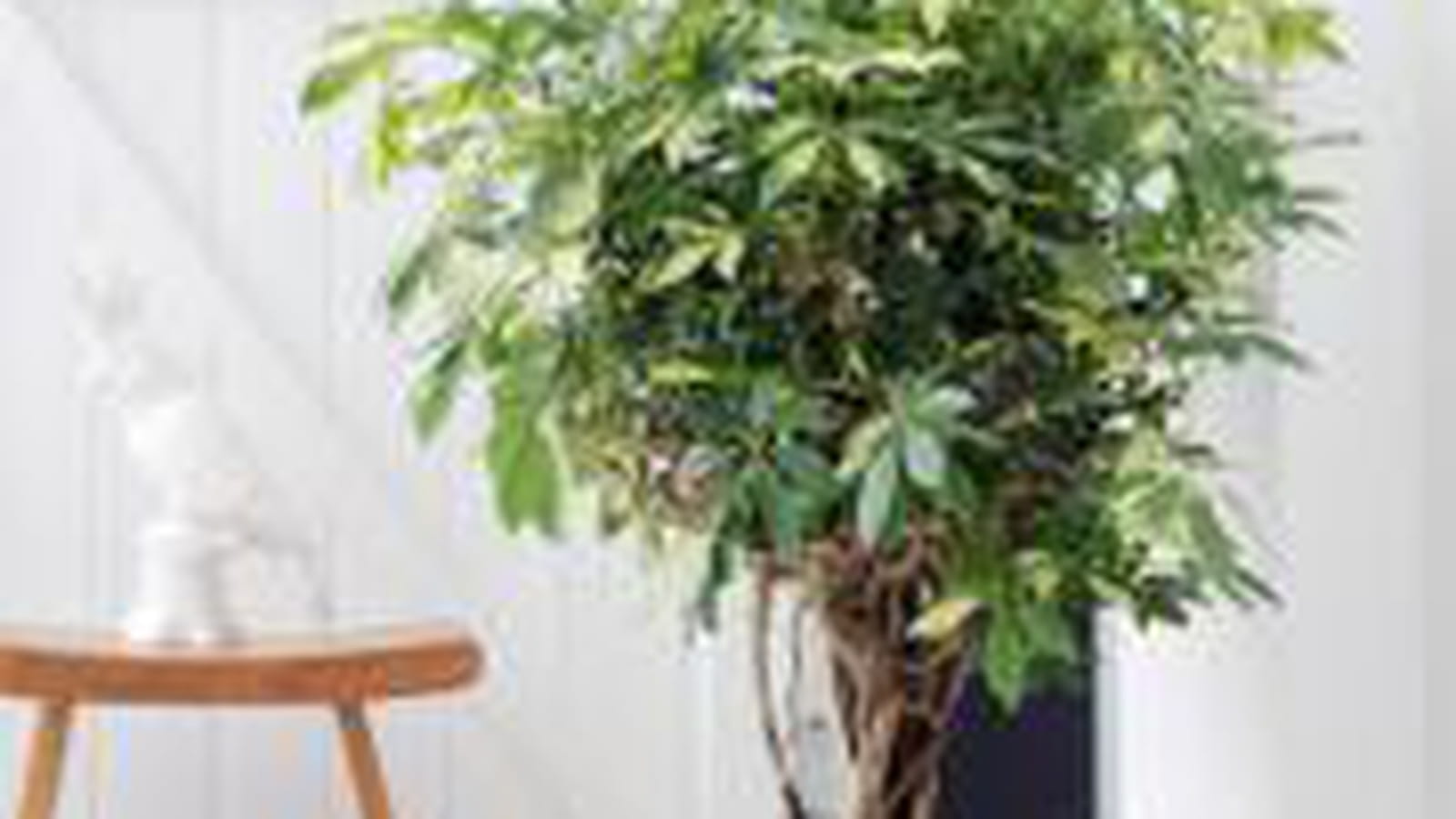 Le schefflera