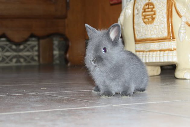 Un minuscule lapin nomm&eacute; Mika